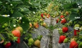 草莓种植爆料视频教程全集,揭秘视频教程全集精华